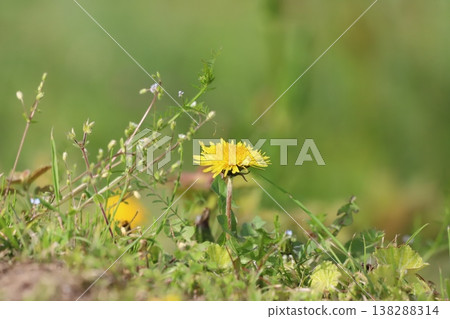Yellow dandelion flower blooming in the field Yellow dandelion flower blooming in the field 138288314