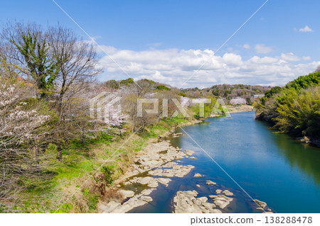 Kanbachi Gorge with cherry blossoms in bloom (Hirado Bridge, Toyota City, Aichi Prefecture) 138288478