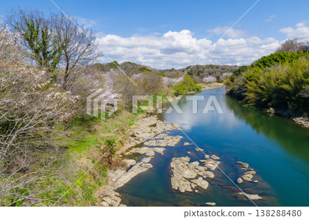 櫻花盛開的寒缽峽谷（愛知縣豐田市平戶橋） 138288480