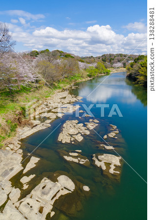 櫻花盛開的寒缽峽谷（愛知縣豐田市平戶橋） 138288481