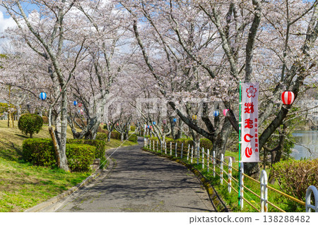 平戶橋公園的櫻花(愛知縣豐田市) 平戶橋公園的櫻花(愛知縣豐田市) 138288482