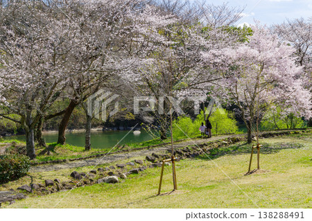 Cherry blossoms at Ikoi no Hiroba (Hiradobashi Park, Toyota City, Aichi Prefecture) 138288491