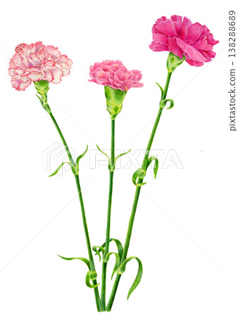 Pink carnation illustration Pink carnation illustration 138288689