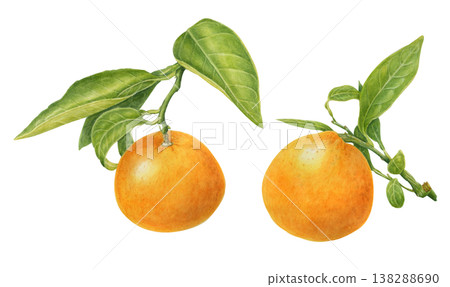 短乾果(插圖) 短乾果(插圖) 138288690