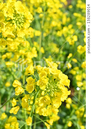 植物 - 油菜（Brassica napus），十字花科 138289014