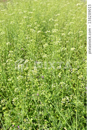 Plant · Japanese crucifer Plant · Japanese crucifer 138289015