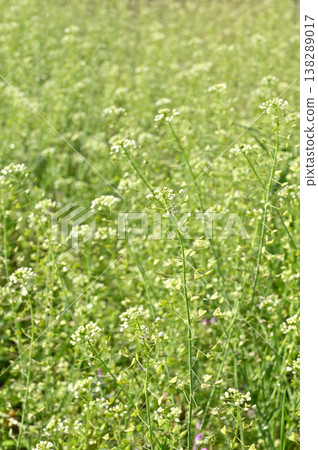 Plant · Japanese crucifer Plant · Japanese crucifer 138289017