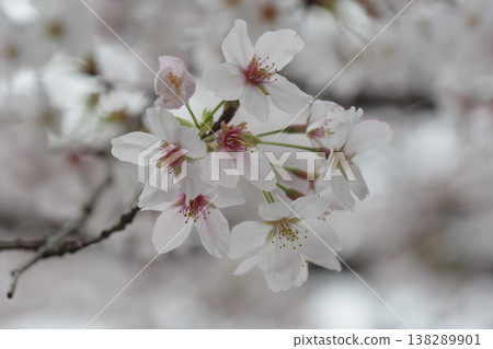 Cherry tree in full bloom  138289901