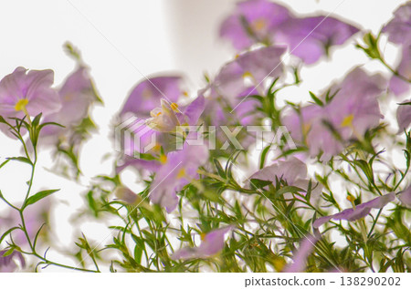Nyrenbergia 138290202