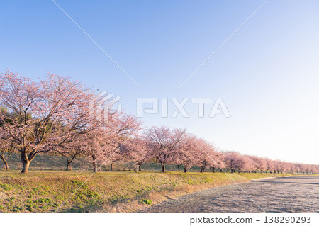 《埼玉縣》美麗的安陽櫻花林/北淺羽櫻堤公園 138290293