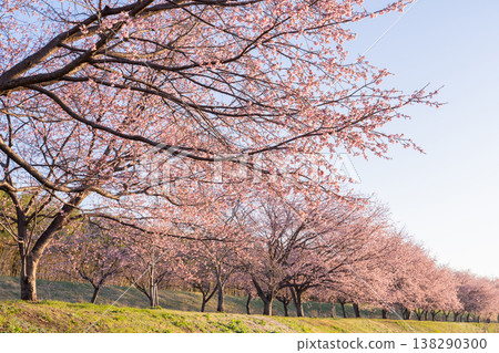 《Saitama Prefecture》 Beautiful Angyō Kanzakura Row of Cherry Blossom Trees/Kita Asaba Sakurazutsumi Park 《Saitama Prefecture》 Beautiful Angyō Kanzakura Row of Cherry Blossom Trees/Kita Asaba Sakurazutsumi Park 138290300