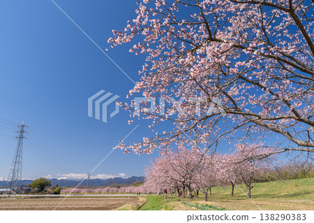 《Saitama Prefecture》 Beautiful Angyō Kanzakura Row of Cherry Blossom Trees/Kita Asaba Sakurazutsumi Park 《Saitama Prefecture》 Beautiful Angyō Kanzakura Row of Cherry Blossom Trees/Kita Asaba Sakurazutsumi Park 138290383