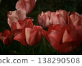 Tulip 138290508