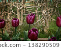 Tulip 138290509
