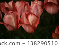 Tulip 138290510