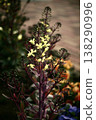 Wild cabbage 138290996