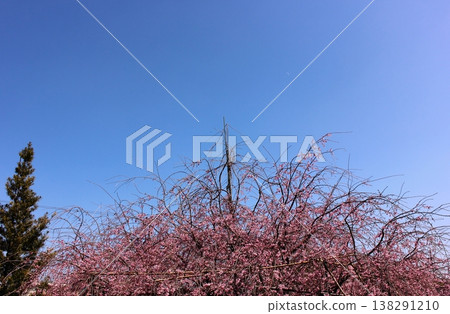 The descendants of the "Miharu Takizakura" cherry tree planted at Fukuzoin Temple, which reached its peak bloom in late March (4) 138291210