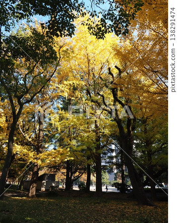 Hibiya Park Pattern Imperial Hotel Hibiya Park Pattern Imperial Hotel 138291474