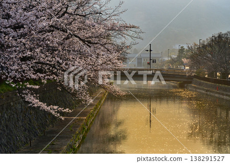 京都,岡崎,公園,運河,櫻花,盛開,清晨,春天,水面,倒影,河流 京都,岡崎,公園,運河,櫻花,盛開,清晨,春天,水面,倒影,河流 138291527