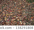 Carpet of fallen leaves 138291808