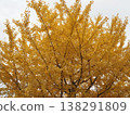 Ginkgo biloba turned yellow 138291809