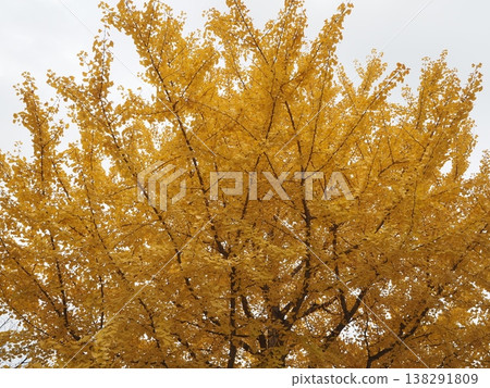 Ginkgo biloba turned yellow Ginkgo biloba turned yellow 138291809
