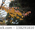Autumn leaves 138291810