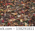 Scenery of fallen leaves 138291811
