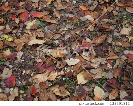 Scenery of fallen leaves Scenery of fallen leaves 138291811