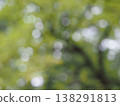 blurred forest background 138291813