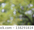 Green forest background material 138291814