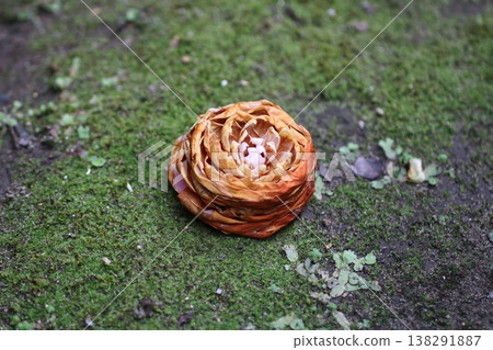 A still-life photograph of a wilting camellia, evoking a sense of Japanese aesthetics. A still-life photograph of a wilting camellia, evoking a sense of Japanese aesthetics. 138291887