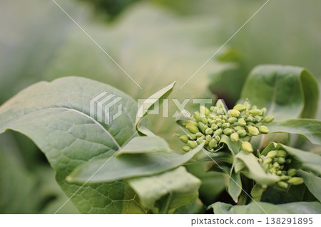 A close-up of a turnip bud, symbolizing its growth. A close-up of a turnip bud, symbolizing its growth. 138291895