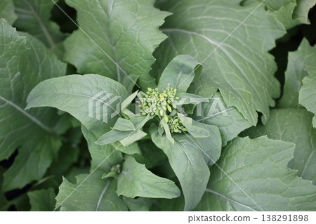 小蘿蔔花蕾在開花前所散發出的勃勃生機。 小蘿蔔花蕾在開花前所散發出的勃勃生機。 138291898
