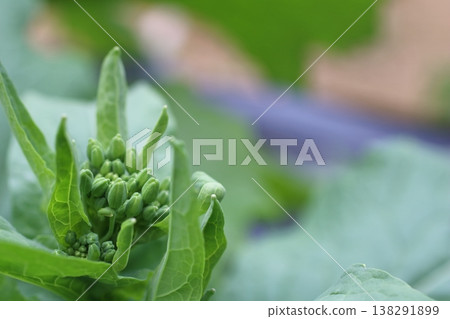 菜園裡，新鮮、鮮豔的蕪菁花蕾閃閃發光，質感十足。 138291899