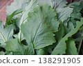 Close-up of fresh, lush turnip leaves. 138291905