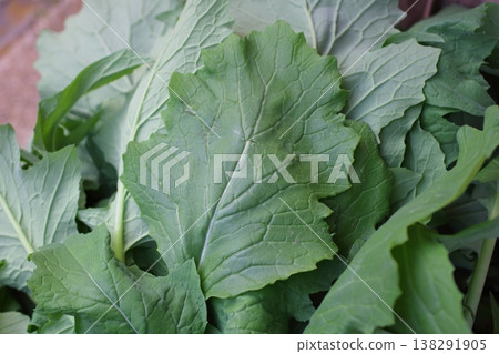 Close-up of fresh, lush turnip leaves. Close-up of fresh, lush turnip leaves. 138291905