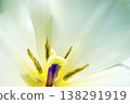Tulip ☆ Tulip 138291919