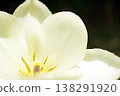 Tulip ☆ Tulip 138291920