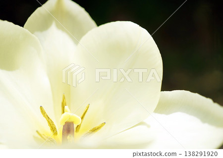 Tulip ☆ Tulip Tulip ☆ Tulip 138291920