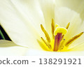 Tulip ☆ Tulip 138291921