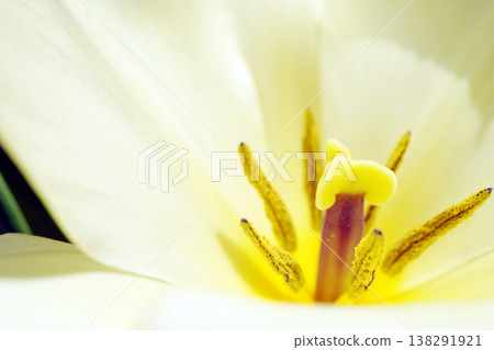 Tulip ☆ Tulip Tulip ☆ Tulip 138291921