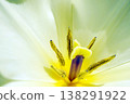 Tulip ☆ Tulip 138291922
