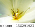 Tulip ☆ Tulip 138291923