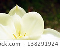 Tulip ☆ Tulip 138291924