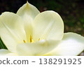 Tulip ☆ Tulip 138291925