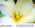 Tulip ☆ Tulip 138291926
