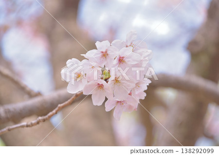 Cherry blossom viewing at our home Cherry blossom viewing at our home 138292099