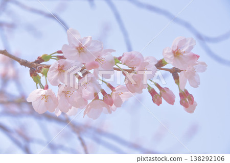 Cherry blossom viewing at our home Cherry blossom viewing at our home 138292106