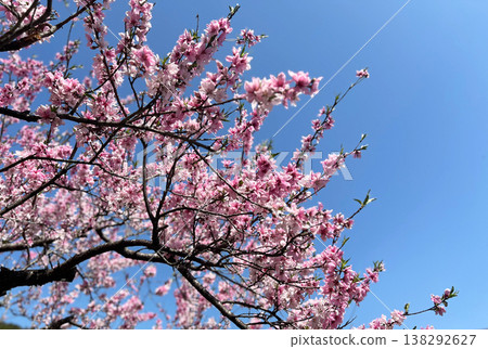 Photo of mountain azaleas in full bloom against a blue sky (8) Photo of mountain azaleas in full bloom against a blue sky (8) 138292627